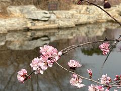 -北京西山国家森林公园