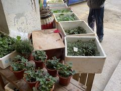 -双季花艺园艺市场(浦东店)
