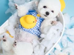 -萌宠之家·腊肠犬·马尔泰·小体犬舍