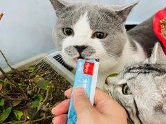 -喵宠乐园·撸猫互动·猫舍