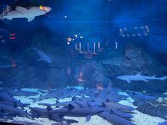 -烟台海昌鲸鲨海洋公园