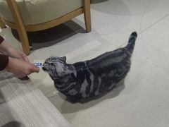 -藏猫猫咖啡主题馆(中央大道店)