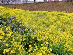 -古柏渡飞黄旅游区