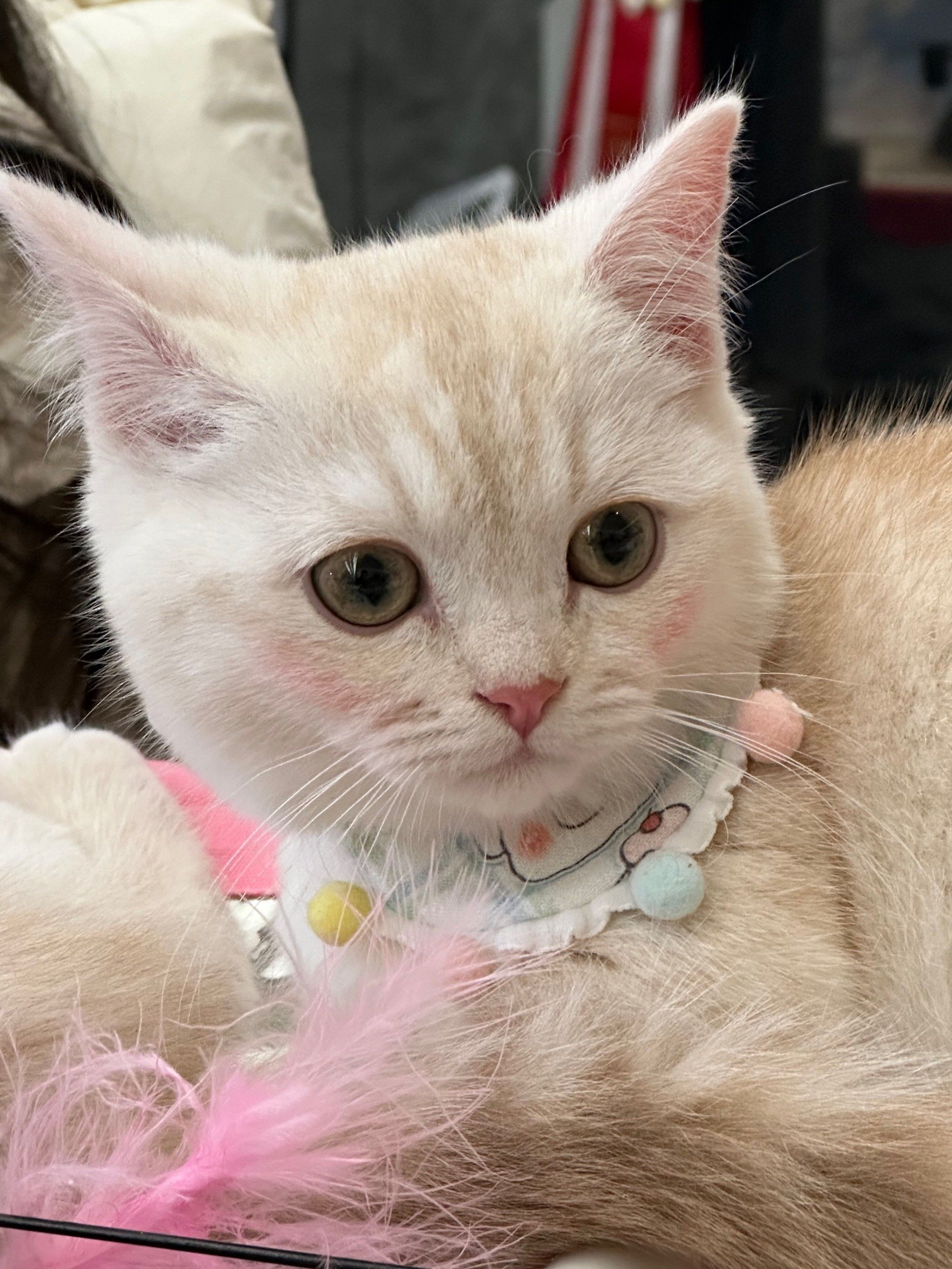 猫猫选美大赛!好可爱!