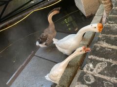 -优之名鹅城