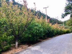 -金龙寺国家森林公园