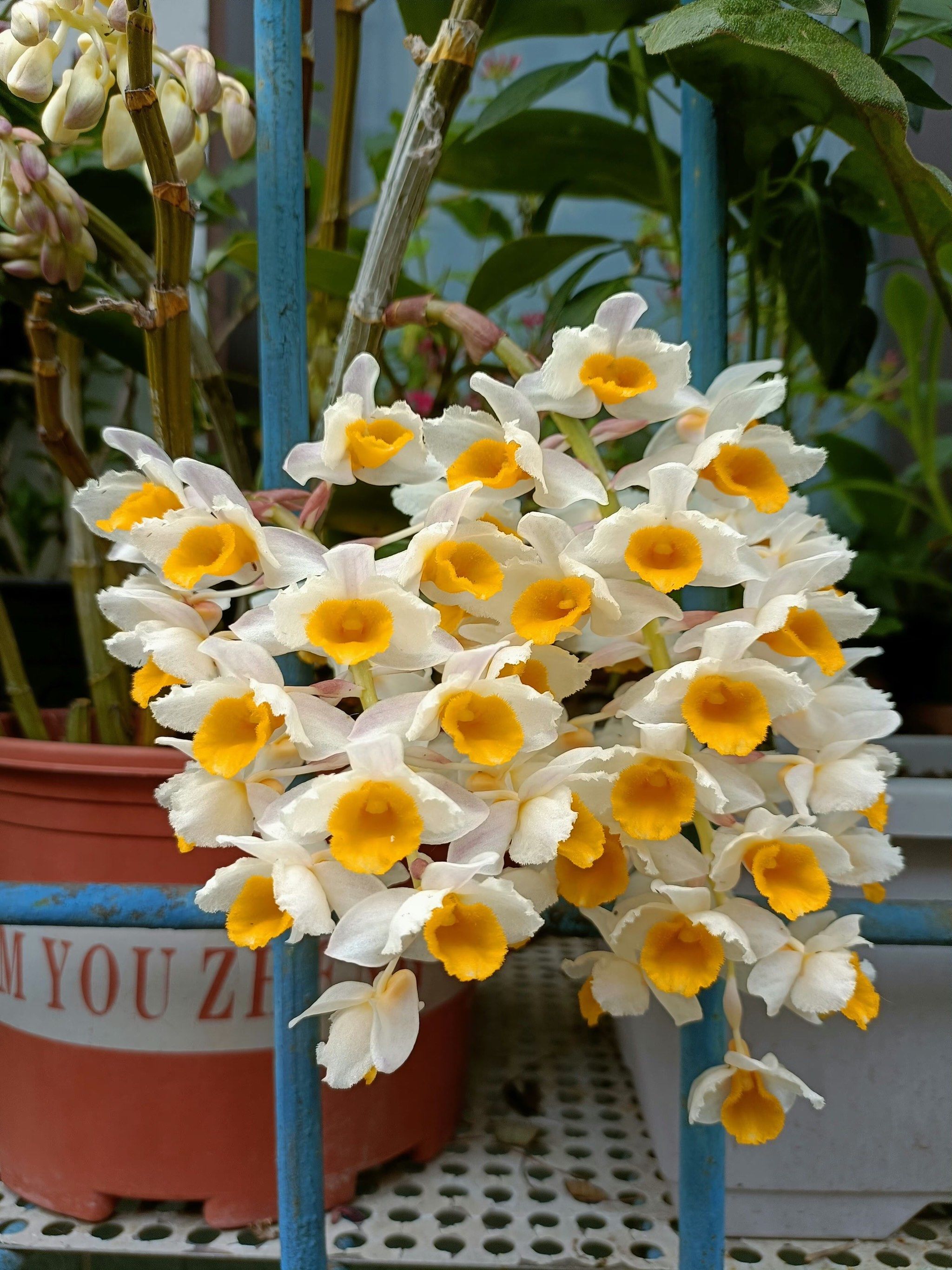 球花石斛的花太美