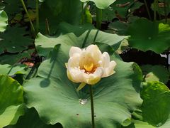 -黄兴公园