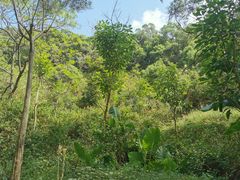 -青芝山风景名胜区