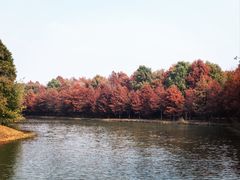 -上海海湾国家森林公园