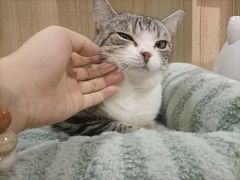 -MOCHA明星猫咖(田子坊店)