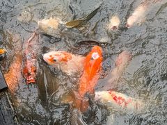 -珠海圆明新园