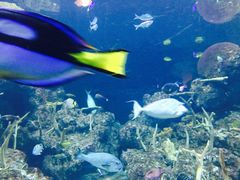 -西雅图水族馆