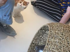 -飞行喵MR PILOT|猫舍·猫咖(静安大融城店)