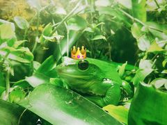 热带雨林青蛙王子-凯德广场(学府店)