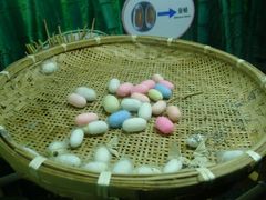 -上海大自然野生昆虫馆