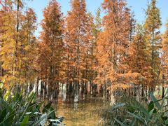 -白鹭湾湿地公园