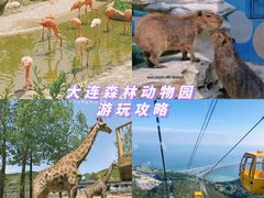 -大连森林动物园