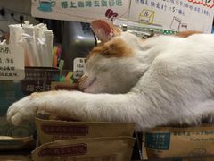 -猫的天空之城概念书店(西塘古镇店)