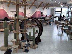 -喵园·猫主题咖啡厅·撸猫·猫咖(国贸店)