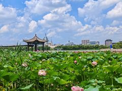 -莲花池公园
