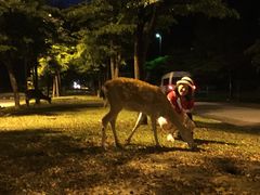 -清迈夜间动物园