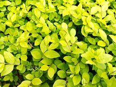 -眉山湿地公园(东坡区)