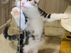 -蛮横肉蟹煲(印象城店)