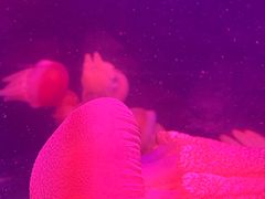 -悉尼海洋生物水族馆