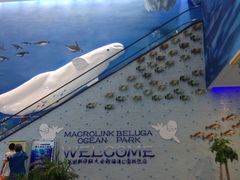 -芜湖新华联大白鲸海洋公园