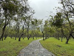-开平碉楼文化旅游区马降龙景区