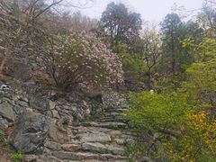 -北京鹫峰国家森林公园
