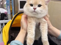-北京观赏动物医院·24小时大型综合·猫专科·异宠专科