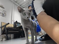 -琪喵猫屋·撸猫猫咖·猫舍
