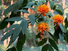 -西双版纳洲际度假酒店-泰傣餐厅