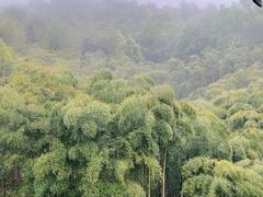 -大唐贡茶院