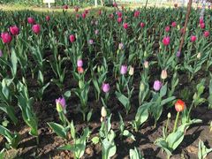 -瑶湖郊野森林公园