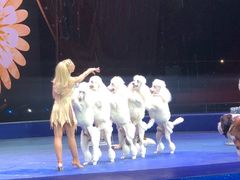 -珠海横琴长隆《卡卡虎奇遇记》