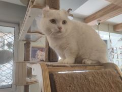 -MOYOYO猫咪咖啡店