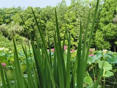 -洛阳市隋唐城遗址植物园