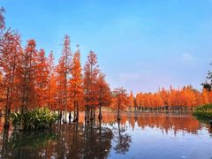 -白鹭湾湿地公园