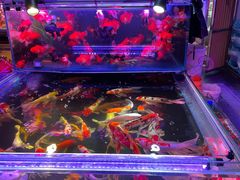 -中环花鸟鱼虫市场