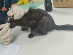 -北京观赏动物医院·24小时大型综合·猫专科·异宠专科