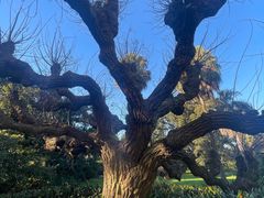 -墨尔本皇家植物园