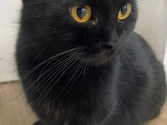 -李小姐の猫咖啡馆(五角场店)