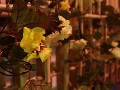 -蘭葶花酒馆(鼓楼店)