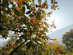 -香山公园