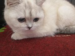 -鼓捣猫呢主题猫咖店