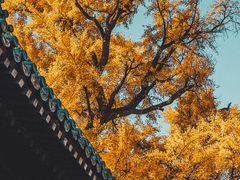 -潭柘寺景区