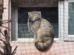 -青藏高原野生动物园